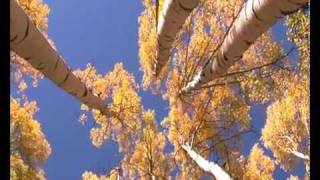 Venja - see the trees dance