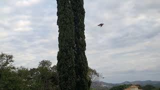 Wynton Marsalis &amp; the Lincoln Center Jazz Orchestra, The Barbican, London (2001)