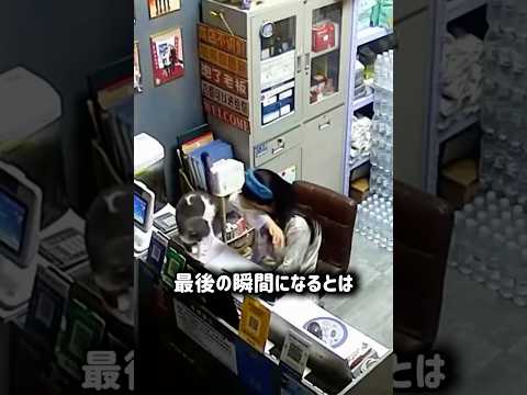 大好きだった飼主に最後に精一杯のさよならを伝えて逝った猫 #ねこ#猫 #猫動画 #驚き #猫好き #猫のいる暮らし #猫のいる生活 #感動 #悲しみ