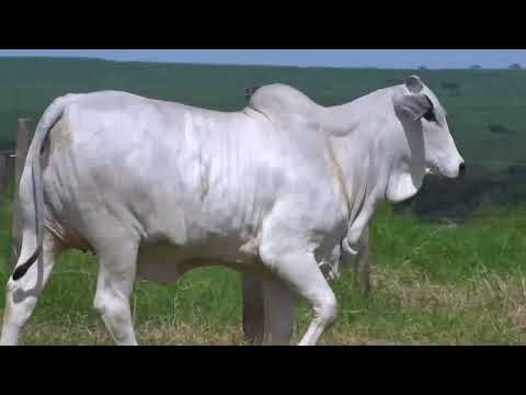 BOA A3236 FIV TERRA BOA