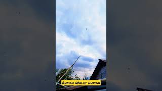 Download lagu Suara panggil burung walet #shorts #walet #walethd mp3