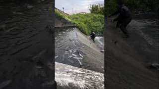 Download lagu Tilapia Harvest in Taiwan Rivers mp3 Download lagu Tilapia Harvest in Taiwan Rivers mp3
