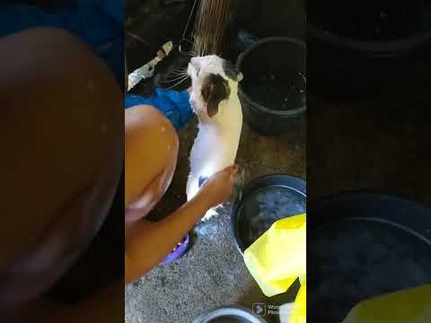 how to bath your cat ..
