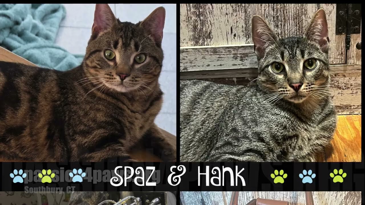 Spaz & Hank (bonded brothers), an adopted mixed breed in Southbury, CT video 2/6