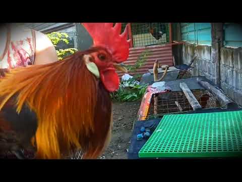 imported Blueface iron creek line