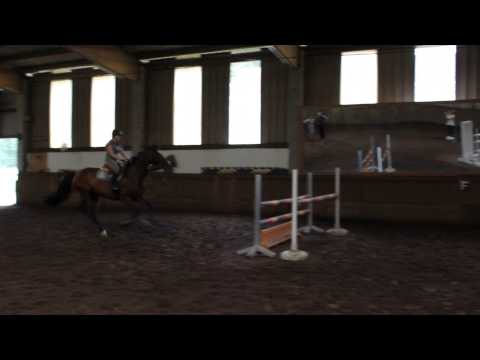 7jährige Holsteiner Stute Molly