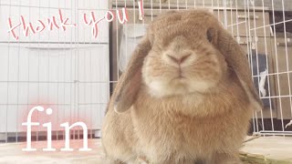 ぽちゃん動画再開予告編ムービー【ベタ慣れうさぎ】