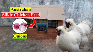 Australian Silkie Chicken Feed | Onions | Organic Chicken Feed | Birds and Animals Planet