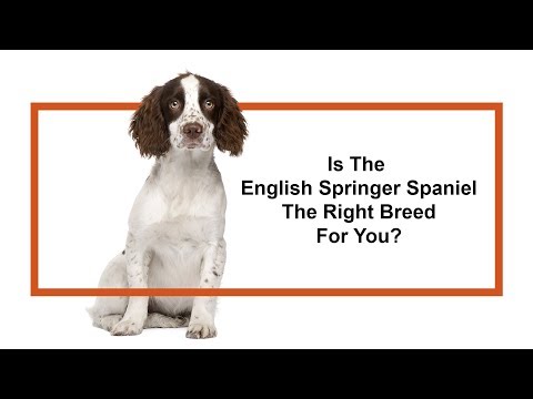 English Springer Spaniel Breed Video