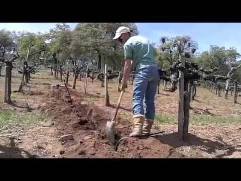 Walker Vineyard - Installing Underground Pipe