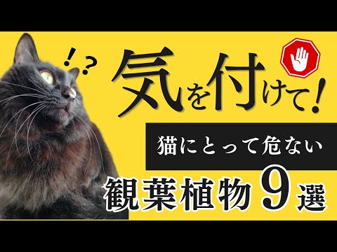 アロエベラは猫にとって有毒ですか?