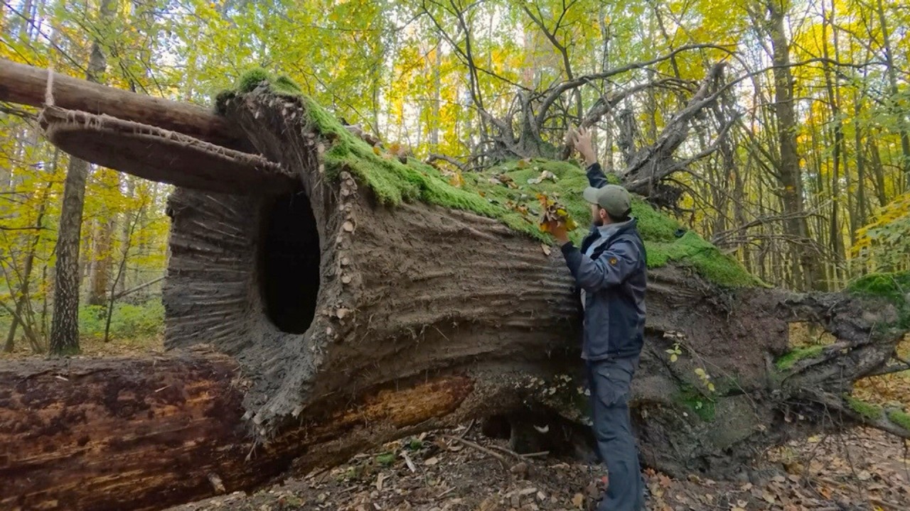 Man Turns FALLEN TREE into a HIDDEN SHELTER | Start to Finish by @PolissyaBushcraft