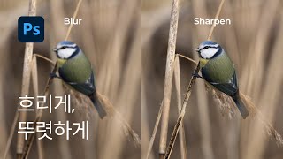 #17 흐리게, 선명하게 보정하기 Blur & Sharpen Tool - 포토샵 기초 강좌