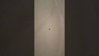 Bed Bugs Extermination in Toronto - Pest R Gone 416-722-5094