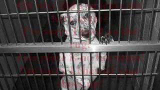 Dedicated To The Shelter Dogs