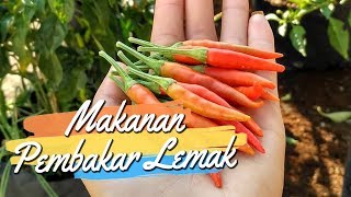 Makanan Ampuh Pembakar Lemak, Cocok untuk Menurunkan Berat Badan