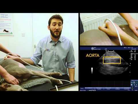 IMV imaging Small Animal Advanced Abdominal Ultrasound Video 2 – Aorta and Vena Cava