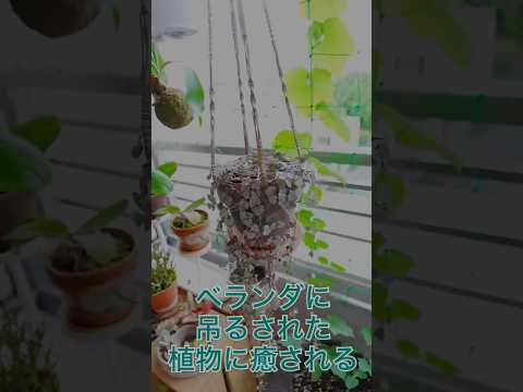 どのベランダの植物が合いますか？アイデアや写真を飾る  庭園