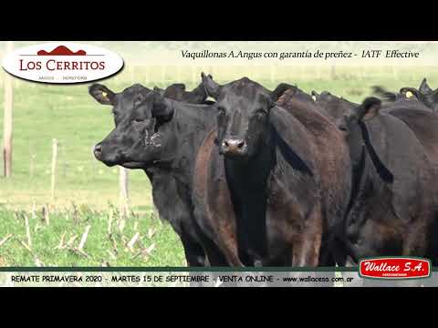Vaquillonas A.Angus con garantía de preñez - IATF  Effective