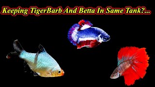 Tiger barb மற்றும் Betta மீனை ஒன்றாக வளர்க்கலாமா?...  In Same Tank | Problems  / Fish Aquarium Tamil