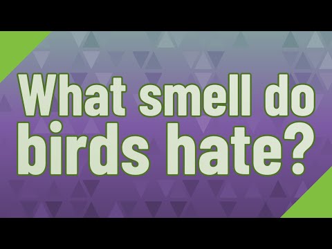 YouTube video about: What smell do pigeons hate?