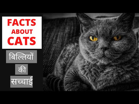 बिल्लियों की सच्चाई | Top 20 Interesting Facts about Cats | In Hindi