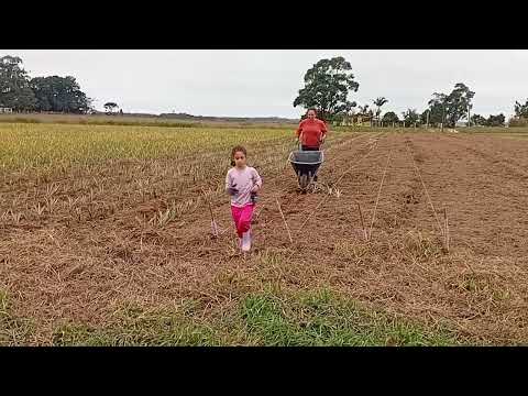 FAMÍLIA HUMOR ENGRAÇADO  NA ROÇA 