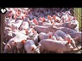 How American Farmers Raise Millions Of Pigs Modern Pig Farms