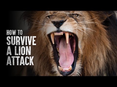 How to Survive a Lion Attack
