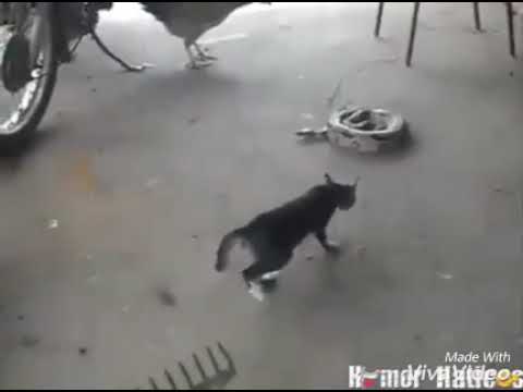 Snake vs Cat