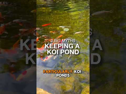 Three BIG Myths About Koi Ponds EXPLAINED In 1 Minute!🐠❌ #koi #koipond #myths #pondlife