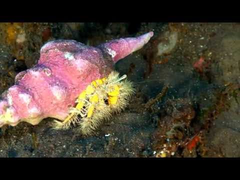 Tauchen wo die Götter wohnen, Bali/Tulamben,Indonesien