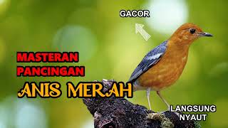 Download lagu Download Suara Burung Anis Merah Mp3 Suara Jernih ... mp3