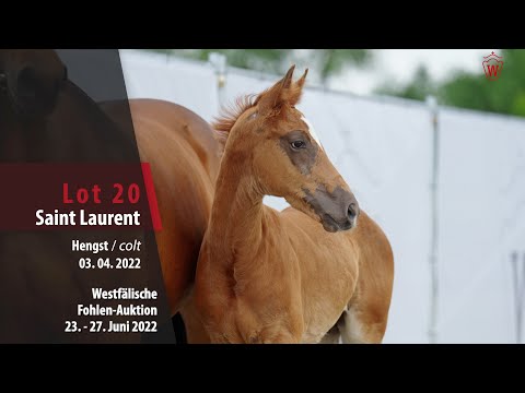 Fohlen-Auktion Lot 20 Saint Laurent Hengst v. Selectric - Bordeaux