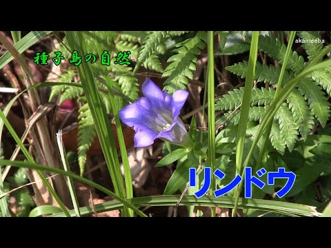 庭の紫の鐘 植物