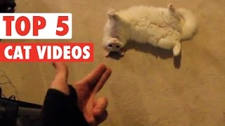 animale top 5 faze cu pisici ale saptamanii