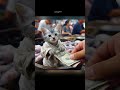 Little Gray Cat Works To Buy Dream Car Cats Cat Animal Kitten