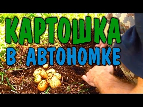 ПОСАДКА КАРТОФЕЛЯ  ВЫРАЩИВАНИЕ КАРТОФЕЛЯ. Рост картошки в режиме... посадил и забыл...
