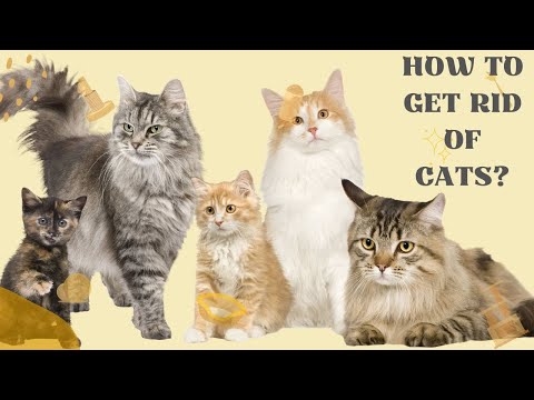 How to get rid of cats || How to get rid of cats from house || How to get rid of cats in your yard