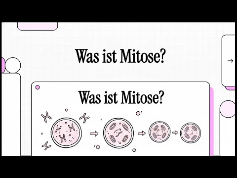 Wie funktioniert Mitose? | EINFACH ERKLÄRT