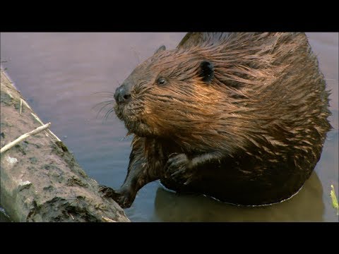 How Do Beavers Build Dams? | Nature on PBS