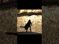 Dune Paulatreides Trendingtemplate Kingdom Ragileragile Ytshorts Shortsfeed