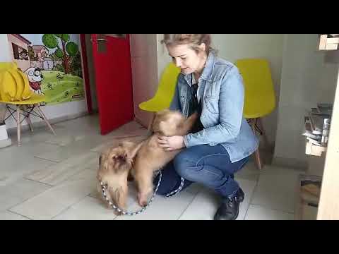 Elga y Bjork, grifón de bruselas