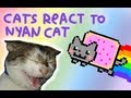 Cats React to Nyan Cat Cats React to Nyan Cat