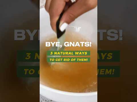 3 Ways to Get Rid of Gnats!