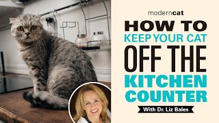How to Keep Your Cat Off the Kitchen Counter | With Dr. Liz Bales