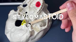 Human Anatomy, Skull