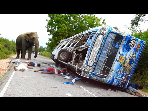Most Aggressive Wild Elephant Attacks in Sri Lanka #elephant #elephantattack