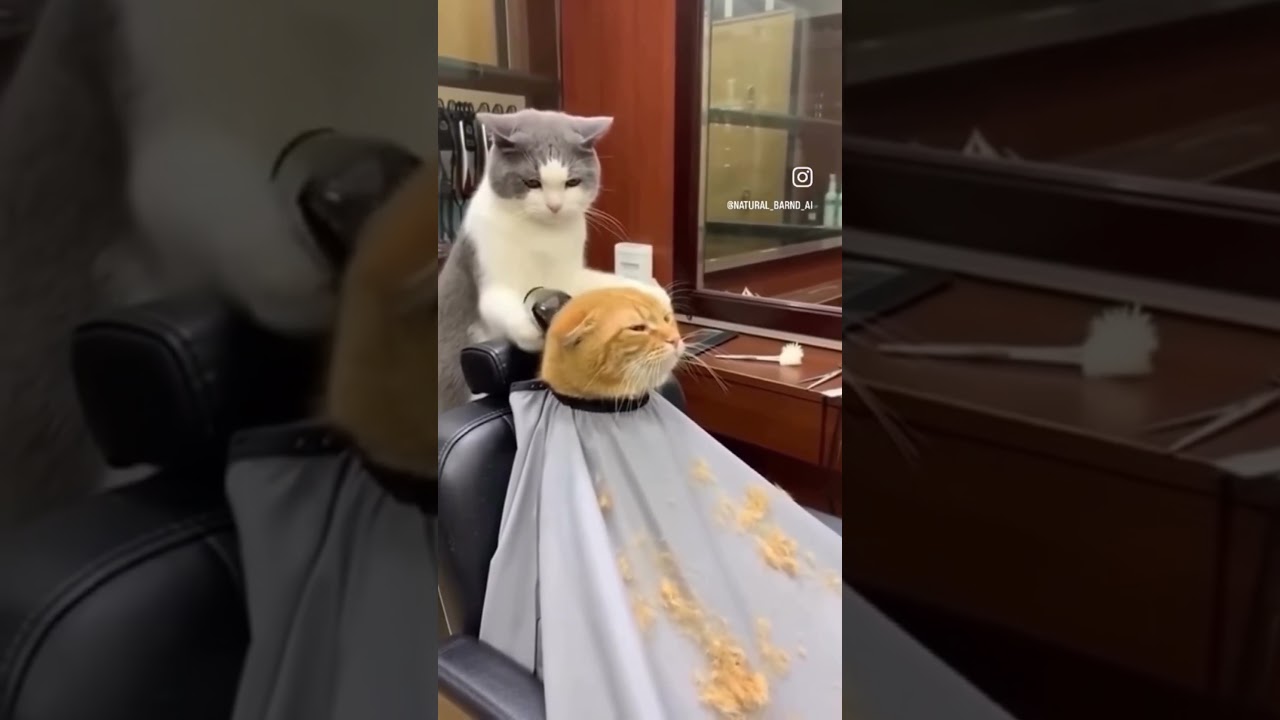 Cat Fight 🐱