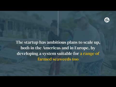 From plague to profit: exploiting Mexico’s Sargassum blooms - The short of it